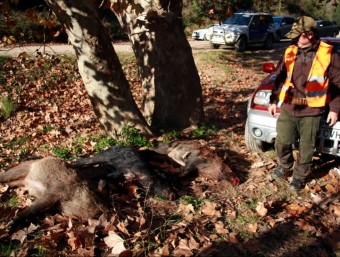 Un caçador observa alguns dels senglars morts durant la batuda. ACN