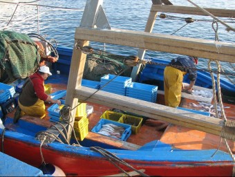 Un pescador de Palamós feinejant a l'interior de la barca. EL PUNT