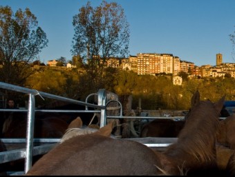 Els cavalls cerdans -a la foto amb Puigcerdà al fons- són un dels pocs actius del sector ramader del sector gironí de la comarca de la Cerdanya. EL PUNT
