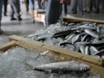 Caixes de sardines en una llotja, en una imatge d'arxiu. EL PUNT AVUI