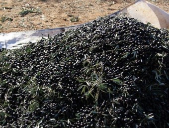 Muntonada d'olives requisat a una banda de lladres agraris organitzada. B.S