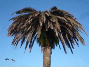 Palmera greument afectada pel morrut roig. EL PUNT AVUI