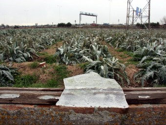 Carxofes i plaques de gel, en una explotació de conreus d'horta de Sant Boi de Llobregat, on donen per perduda la collita a causa de les glaçades ACN