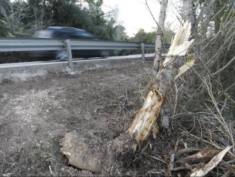 L'arbre contra el que va impactar el cotxe del matrimoni d'Olot. LLUÍS SERRAT