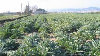 Els camps de cultiu de les carxofes al Baix Llobregat ocupen una superfície total de prop de 500 hectàrees. CONSORCI DEL PARC AGRARI DEL BAIX LLOBREGAT