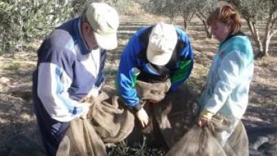 Llauradors de la comarca dels Serrans durant la recol·lecció de les olives de la temporada passada. ESCORCOLL