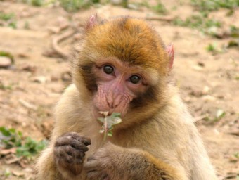 Una mona macaco com la Fez