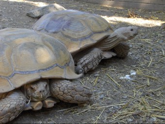 Dues de les tortugues robades