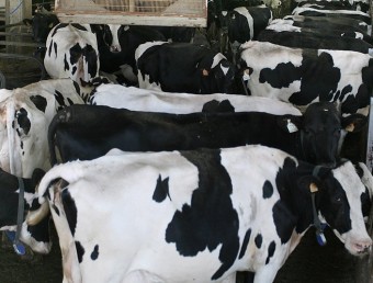 La granja Can Feliu de Campllong té una producció de 22.000 litres diaris de llet MANEL LLADÓ / ARXIU