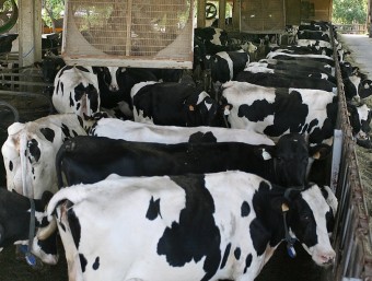 Vaques productores de llet, en un dels estables de la granja de Can Feliu de Campllong MANEL LLADÓ