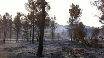 Terres calcinades després de l'incendi patit a la contrada de Bercuta. L. SULLER