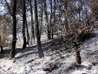 La zona afectada per l'incendi que es va declarar dimarts a Castellet i que hauria estat provocat J. POLINARIO / ACN