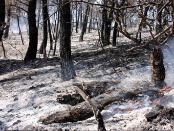 La zona forestal cremada per l'incendi de Castellet i la Gornal ACN