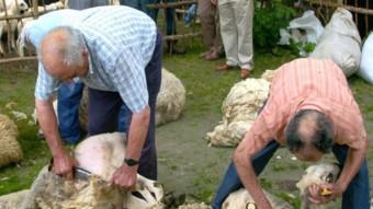 Durant la demostració, els xolladors esquilaran una dotzena d'ovelles tal i com es feia abans de la mecanització d'aquesta feina.  AJUNTAMENT DE SORT