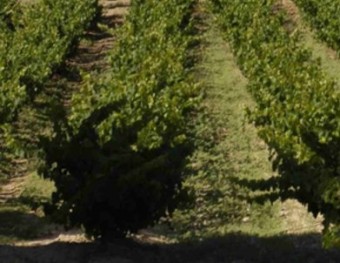 Les vinyes de les caves Oriol Rossell, a l'heretat Cal Cassanyes; una finca unitària de 85 hectàrees situada a cavall entre l'Alt i el Baix Penedès.