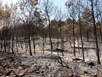 Serra del Motrotón, al terme municipal de Iàtova, afectada per l'incendi de Corts de Pallars JOSÉ SOLER/ ACN