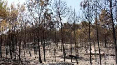 Muntanya cremada al terme municipal de Iàtova ACN