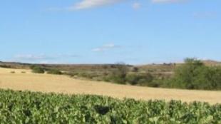 La Ribera compte amb 21.000 hectàrees de vinyes.  M,.J.R.