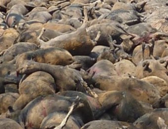 Més de cinc-centes ovelles, cremades durant l'incendi, a Biure d'Empordà J.TRILLAS
