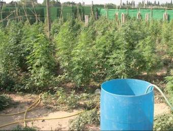 La plantació de marihuana que els Mossos d'Esquadra van localitzar a Cabanes EL PUNT AVUI