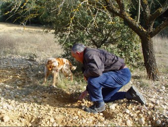Un tofonaire amb el seu gos ensinistrat, en plena acció de recerca MARIA JOSEP ALBELLA / ARXIU