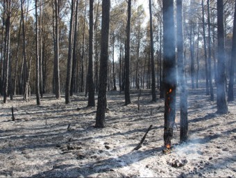 La zona boscosa cremada en l'incendi de Vilopriu ACN