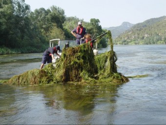 Una embarcació retira macròfits del riu Ebre per permetre la navegació  J.C.LEÓN 