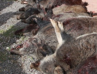 Els caçadors de la Jonquera, Capmany i Cantallops, amb senglars abatuts, l'octubre de l'any passat JOAN SABATER