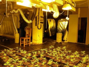 Troben 300 plantes de marihuana en un domicili de Piera MOSSOS D'ESQUADRA