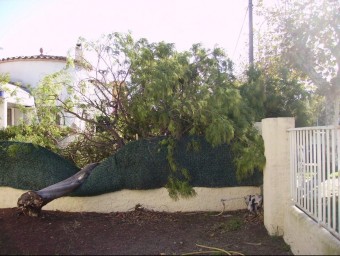 Un arbre tombat ahir pel vent a Empuriabrava. La caiguda d'arbres i branques va ser una de les conseqüències del fort temporal del cap de setmana JENNIFER OLBRICH