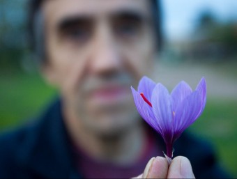 Joan Cartanyà, amb una flor de safrà. En calen 250.000 per obtenir-ne un quilo d'espècie.  JOSÉ CARLOS LEÓN
