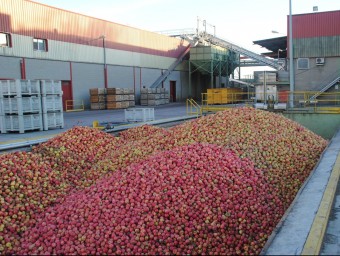 Una tolva d'Indulleida plena de pomes a punt de començar el procés de processat i transformació en subproductes.  J.TORT