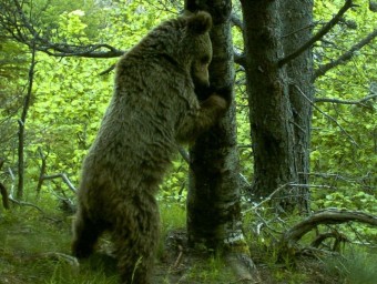 L'ós Plume, en una imatge captada a l'Alt Àneu GENERALITAT