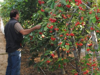 Un dels responsables dels hivernacles supervisant una filera de cirerers carregats de fruits a punt de collir.  J.TORT