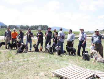 Participants en el concurs de gossos de ramat d'enguany. J. BERENGUER