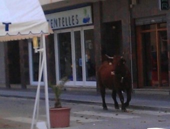 La vaca que el dia 17 va ocasionar contusions a un turista i a una veïna de Portbou EL PUNT AVUI