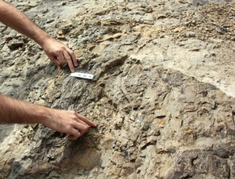 Un paleontòleg assenyala el fòssil de l'esquelet, trobat la setmana passada ACN