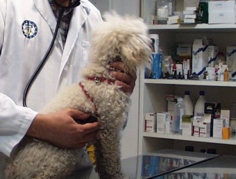 Els veterinaris recomanen la vacunació contra la ràbia tot i no ser obligatòria ARXIU