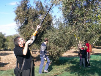 Recollida de l'oliva, una activitat que Empordàlia obre al públic. 