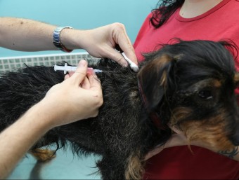 El veterinari Abel Rodríguez vacunant un gos divendres al centre Nou Montcada ANDREU PUIG