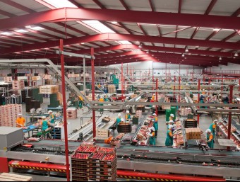 La central de confecció situada a Alcarràs classifica i envasa la fruita per a l'exportació.  FDP
