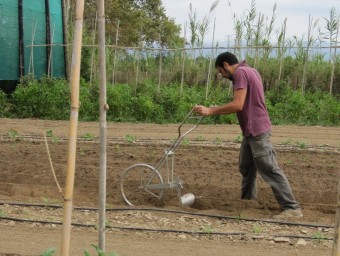 A l'explotació agrícola La Rufa han treballat fins ara amb una “arada de roda” (a la foto) i un motocultor però ara els cal un tractor. EL PUNT AVUI