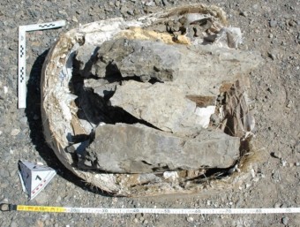 Fotografia dels Mossos d'Esquadra de l'estat amb què van trobar el fòssil de dinosaure una vegada va ser retornat a les proximitats del jaciment d'on s'havia robat ACN