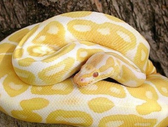 Un exemplar de la serp pitó albina, com la que s'ha escapat a Riells i Viabrea ARXIU