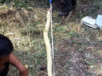El rèptil que es va escapar (a la foto) mesurava 2,35 metres de llarg, i pesava 5 quilos NOTÍCIES XIPNET 2.0 / ACN