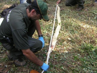 La serp pitó de Riells és inspeccionada per Agents Rurals, enmig d'un munt de curiosos EL PUNT AVUI