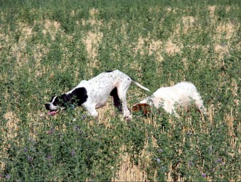Dos gossos en el moment de localitzar ahir una guatlla en un camp d'Almacelles XAVIER LOZANO / ACN