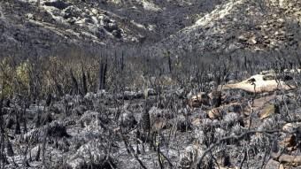Vegetació calcinada pel foc que crema des de dimarts a la nit a Mallorca EFE