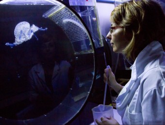 Una investigadora en un laboratori de l'Institut de Ciències del Mar de Barcelona.  ALBERT SALAMÉ