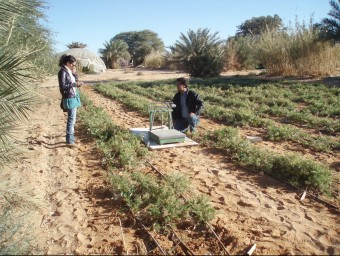 Plantació del CEFA a Tindouf. CEDIDA